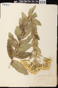 Solidago rigida image