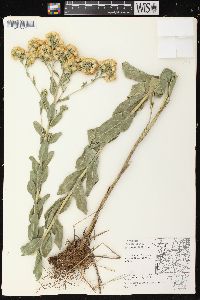 Solidago rigida image