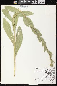 Solidago rigida image