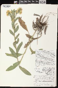 Solidago rigida image