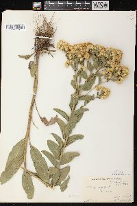 Solidago rigida image