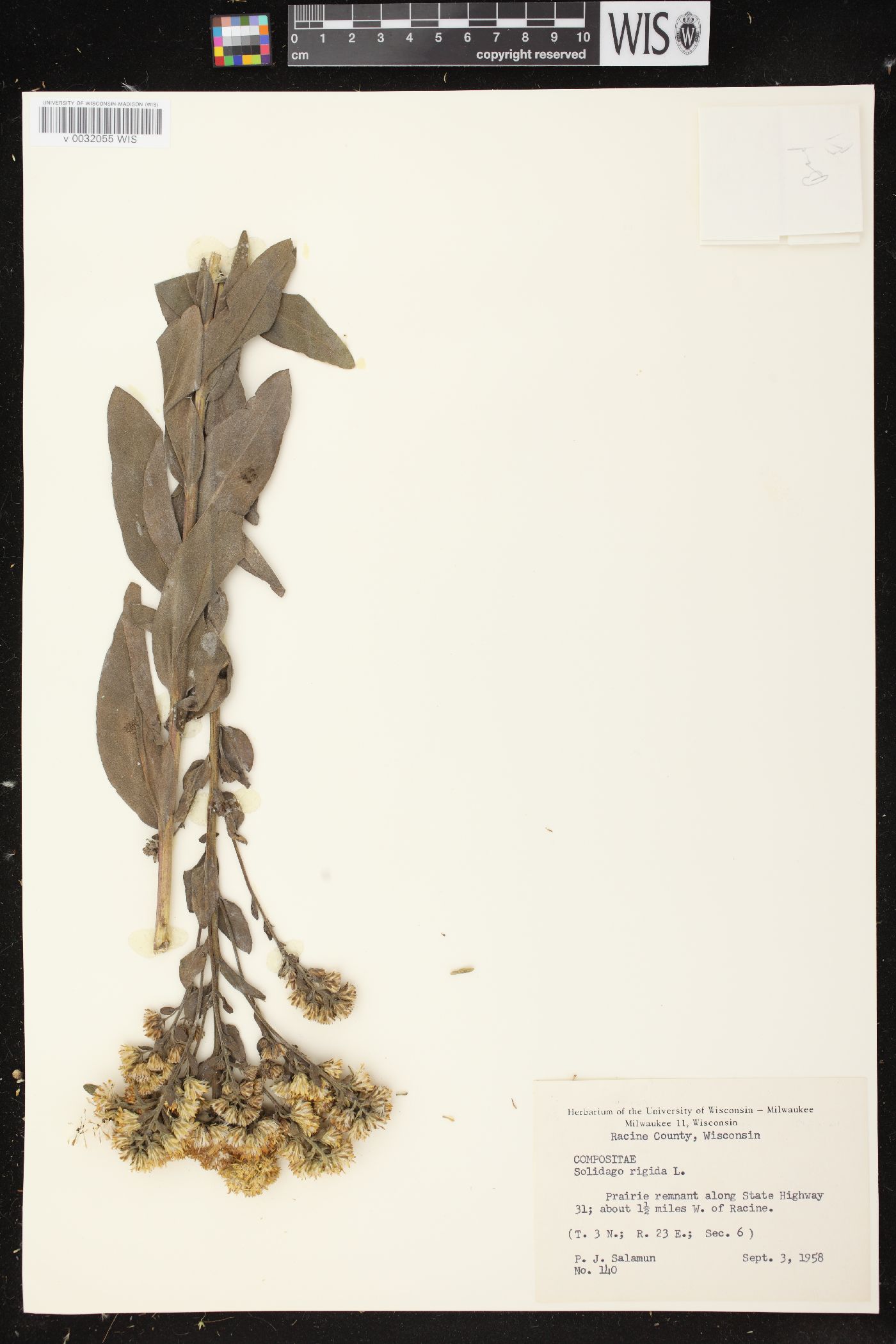 Solidago rigida subsp. rigida image