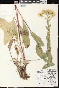 Solidago rigida image