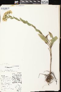 Solidago rigida image