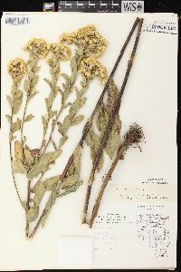 Solidago rigida subsp. rigida image