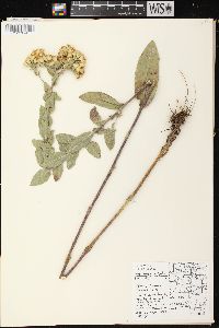 Solidago rigida subsp. rigida image