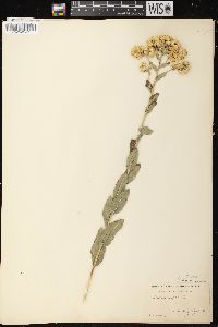 Solidago rigida image