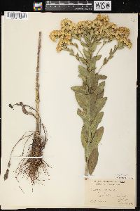 Solidago rigida image