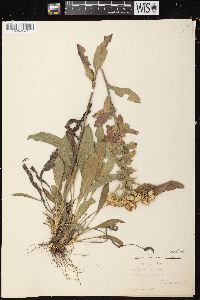 Solidago rigida image