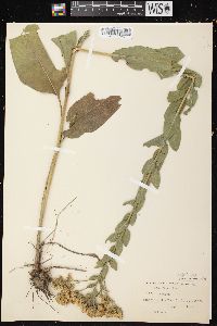 Solidago rigida image