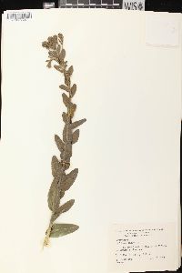 Solidago rigida image