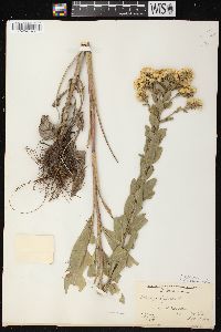 Solidago rigida image