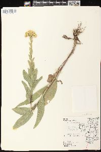 Solidago rigida image