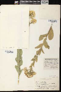 Solidago rigida image