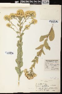 Solidago rigida image