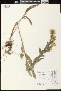 Solidago rigida image