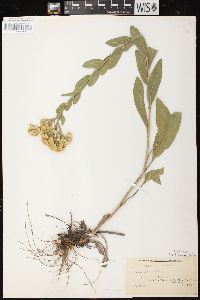 Solidago rigida image