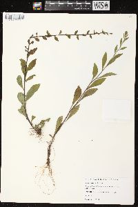 Solidago sciaphila image