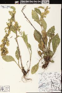 Solidago sciaphila image