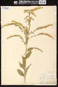 Solidago ulmifolia var. ulmifolia image