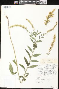 Solidago ulmifolia var. ulmifolia image