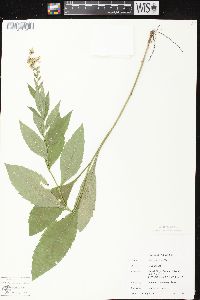 Solidago ulmifolia var. ulmifolia image