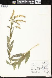 Solidago ulmifolia var. ulmifolia image