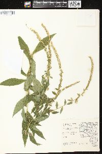 Solidago ulmifolia var. ulmifolia image