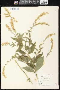 Solidago ulmifolia var. ulmifolia image