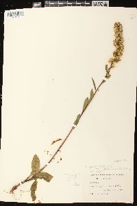 Solidago simplex var. gillmanii image