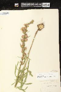 Liatris aspera image