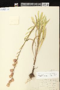 Liatris aspera image