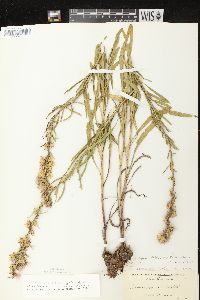 Liatris aspera image