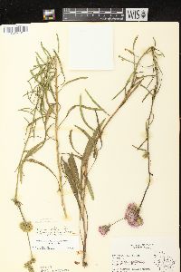 Liatris aspera image