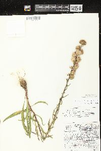 Liatris aspera image