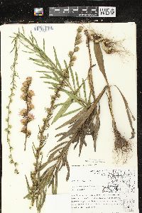 Liatris aspera image