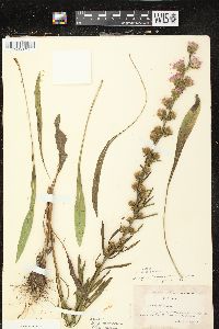 Liatris aspera image