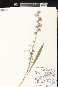 Liatris aspera image