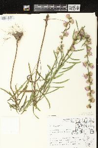 Liatris aspera image