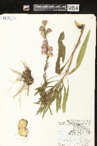 Liatris aspera image