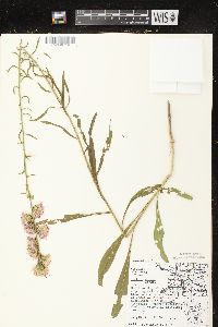 Liatris aspera image