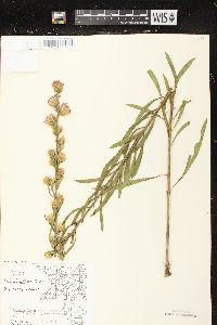 Liatris aspera image