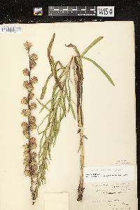 Liatris aspera image