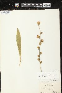 Liatris aspera image