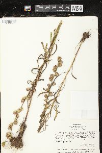 Liatris aspera image