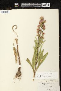 Liatris aspera image