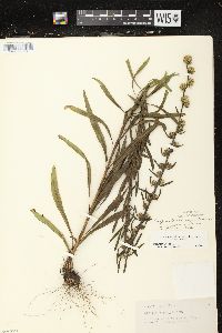 Liatris aspera image