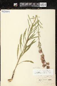 Liatris aspera image