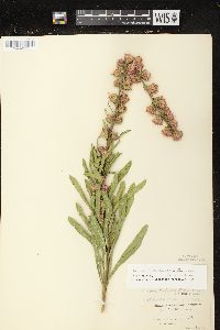 Liatris aspera image