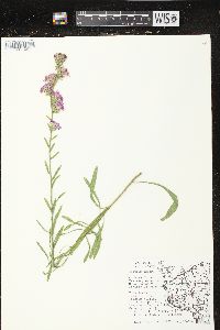 Liatris aspera image